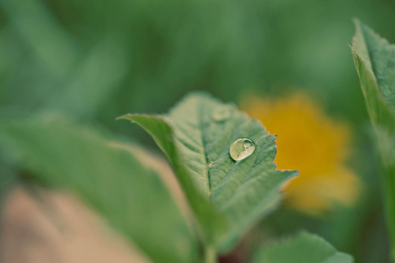 生物小屋及乡间别墅庄园 拉姆绍达赫斯坦 外观 照片